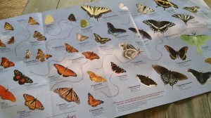 butterfly map
